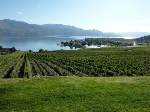 Kelowna_Vineyard_overlooking_Okanagan_Lake