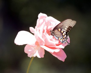 Biltmore Gardens (Image Source: Chris Short via Flickr and CC 2.0)