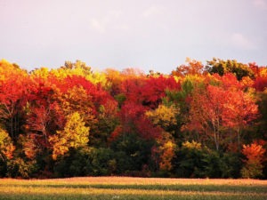 where to see Foliage this Fall