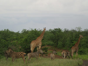 Safari in Africa